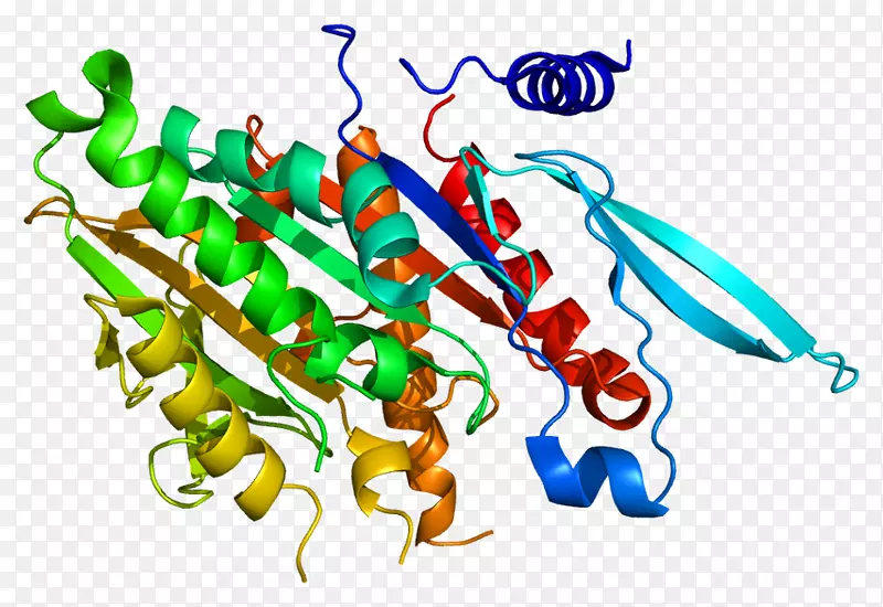 KIF2C激酶基因激酶5