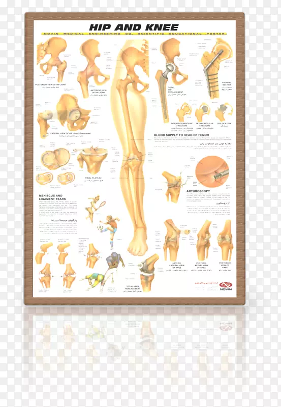 髋关节人体解剖-膝关节