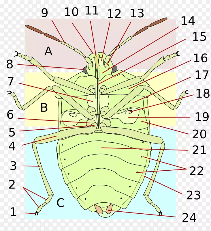 昆虫同翅目床虫人体解剖昆虫