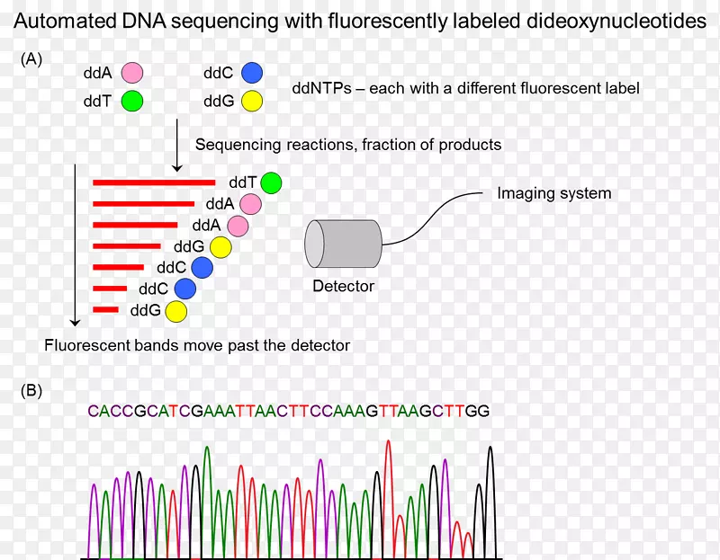 DNA序列分析分子生物学