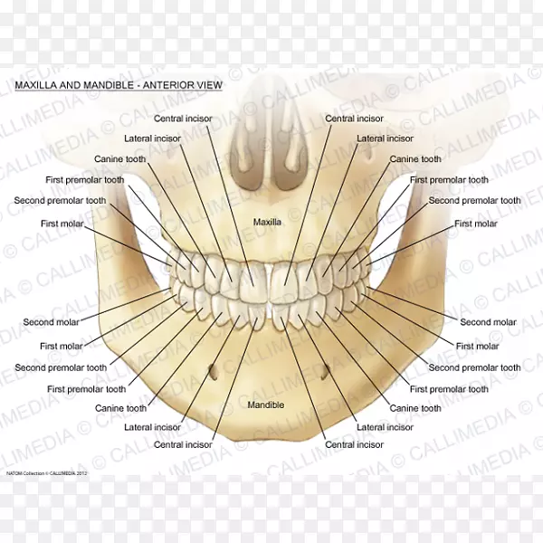 上颌下颌骨解剖下颌神经-第一牙齿