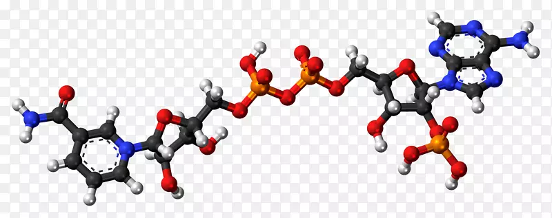 球棒模型烟酰胺腺嘌呤二核苷酸磷酸烟酸腺嘌呤二核苷酸磷酸两性离子