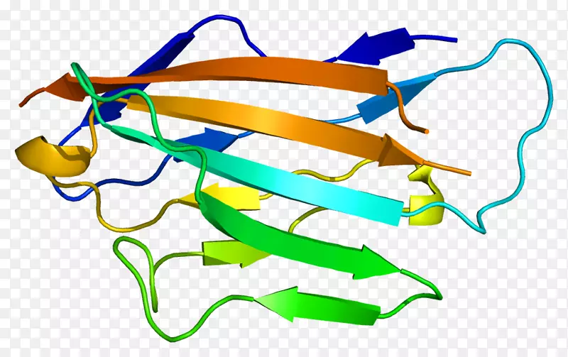 髓鞘蛋白零外周髓鞘蛋白22髓鞘碱性蛋白糖蛋白