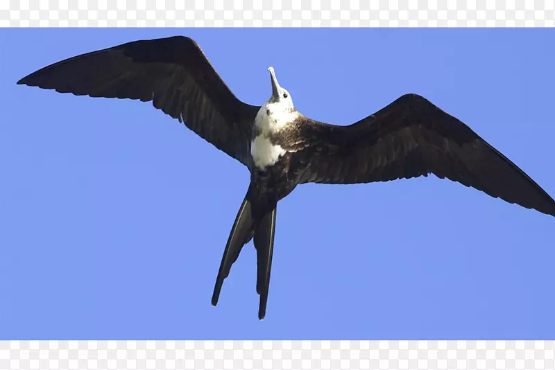 秃鹰加拉帕戈斯群岛鸟喙鸟