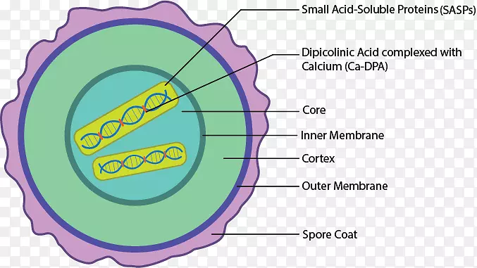 循环生物-细菌细胞