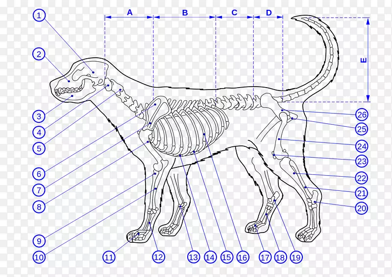 狗骨骼解剖-狗
