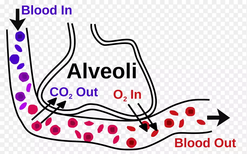肺泡气体交换细支气管呼吸系统-血液