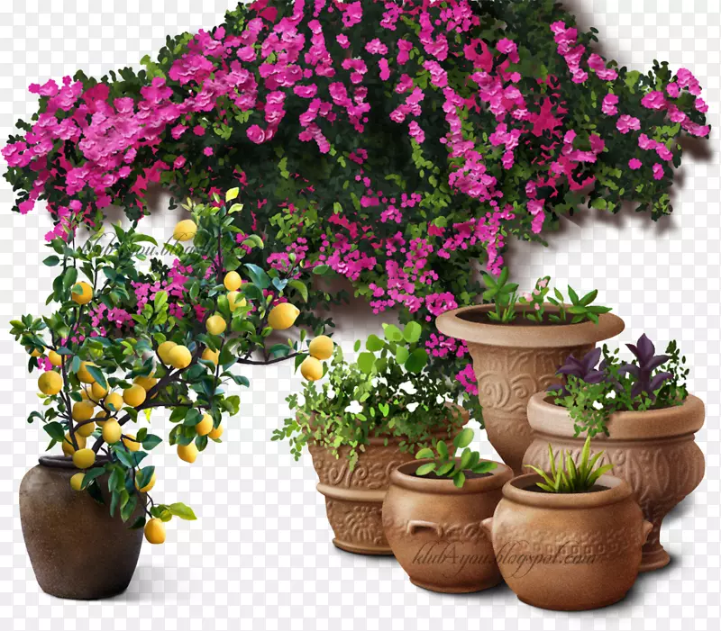 花盆树，室内植物，灌木-花