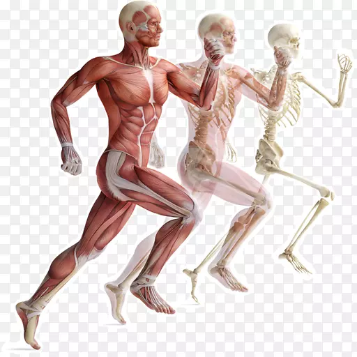 骨骼肌人体骨骼肌肉系统人体骨骼