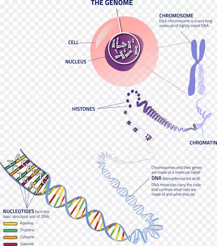染色体遗传学等位基因dna-细胞dna
