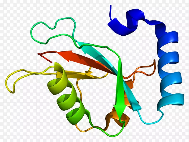 map1lc3b结构蛋白溶酶体自噬