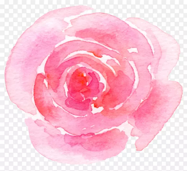 花园玫瑰、卷心菜、玫瑰花、护肤品-飞童自然玫瑰花瓣