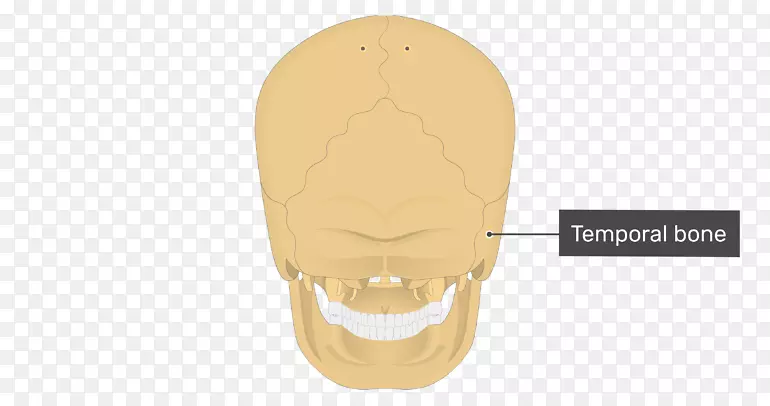 颞骨颅骨乳突枕骨系统