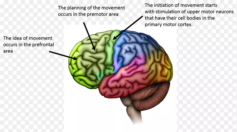 大脑皮质叶运动皮质大脑皮层初级运动皮质