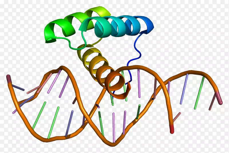 msh同源框2 msx 1蛋白基因-dna核心