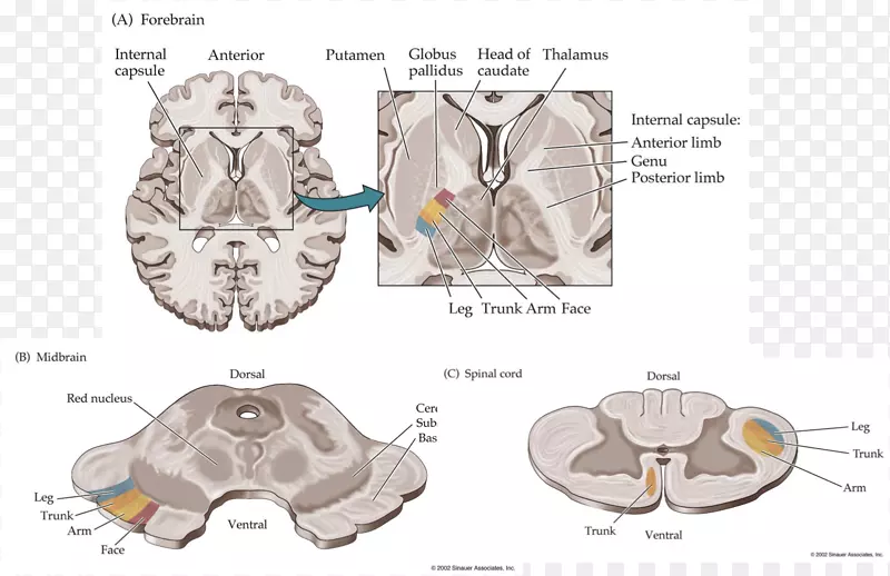 脑动物型-初级运动皮质