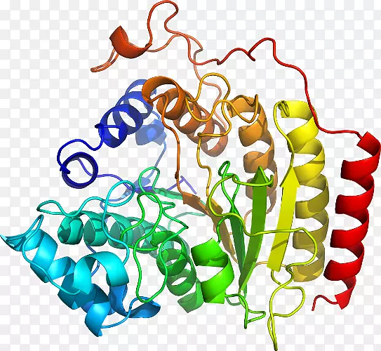 slc3a2cd98膜转运蛋白溶质载体家族