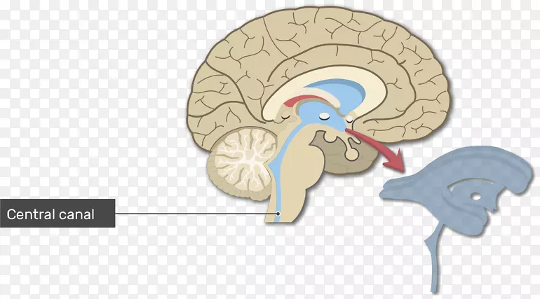 脑室系统人侧脑室导水管初级运动皮质