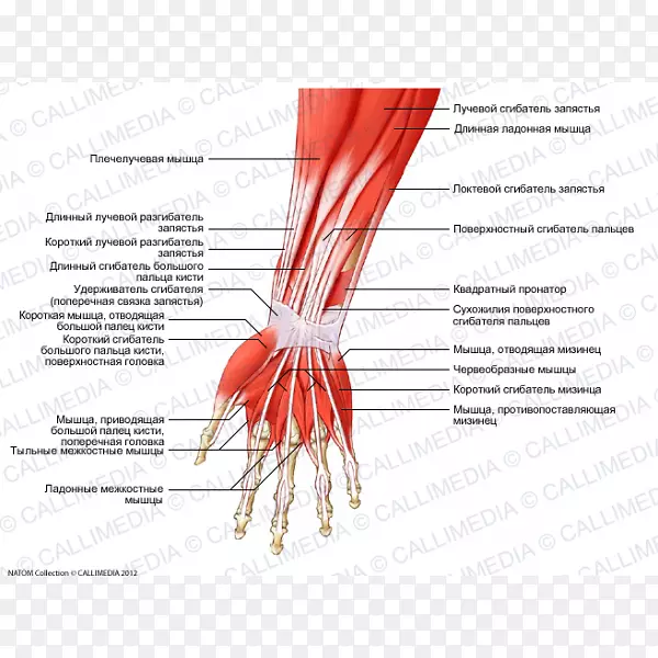 前臂解剖肌臂指前间隔