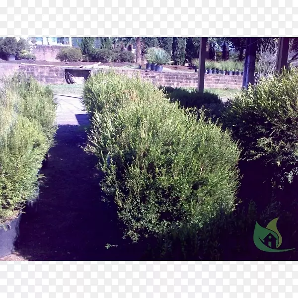 树篱景观绿化草生物群落-贝兰瑞纳花园中心