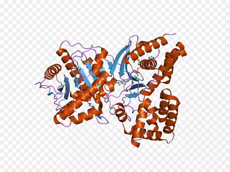 胆碱乙酰转移酶乙酰胆碱酶-酶