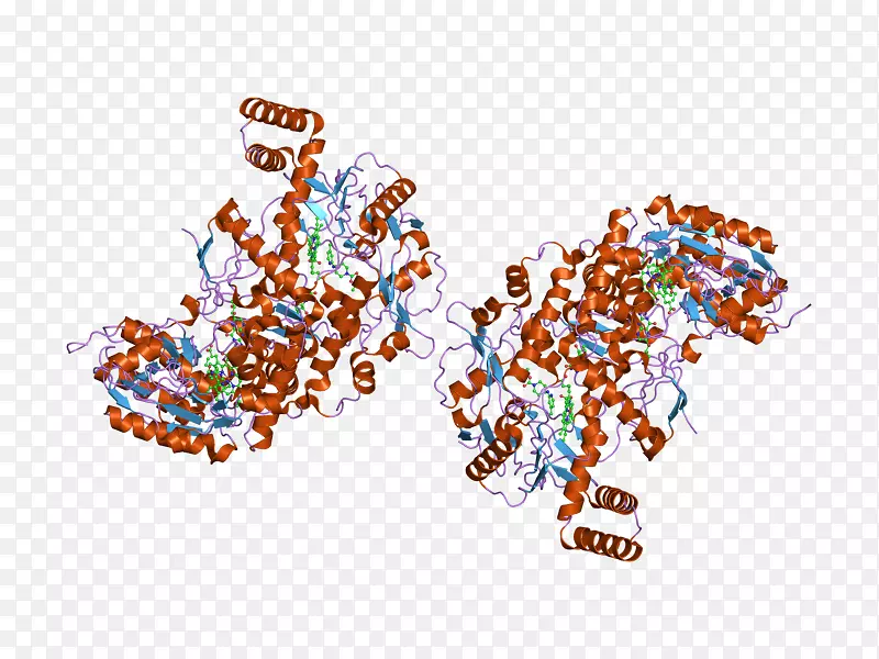 糖原磷酸化酶糖原分解酶蛋白质库结构分类-胱硫醚β合酶