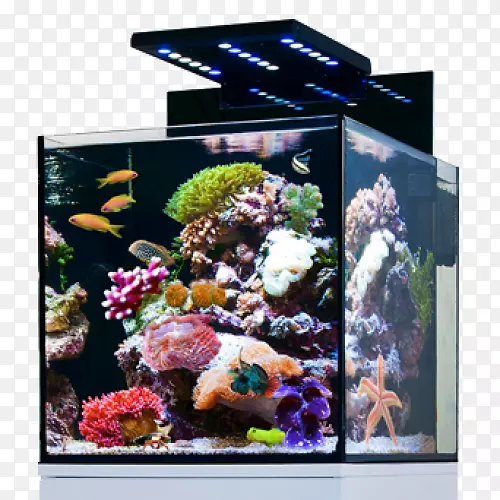 红海礁水族馆纳米水族馆暹罗格斗鱼-鱼