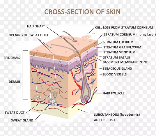 人体皮肤解剖皮肤与常见病人体横断面的树木