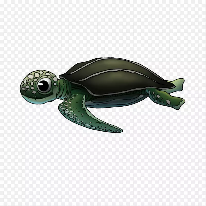 海龟塘龟-海龟动画