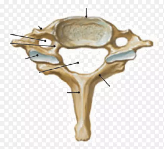 颈椎脊柱寰椎人体-颈椎寰椎