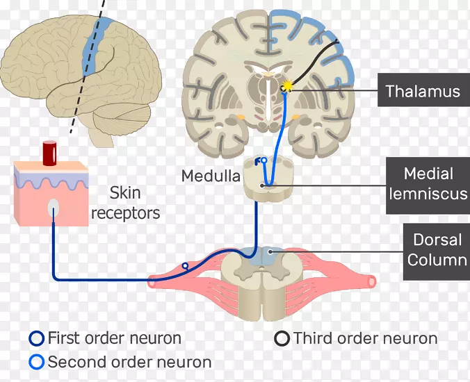 脑感觉神经元感觉神经系统感受器神经通路初级运动皮质
