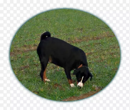 大瑞士山犬阿彭泽勒山犬小狗品种-阿彭泽勒山犬