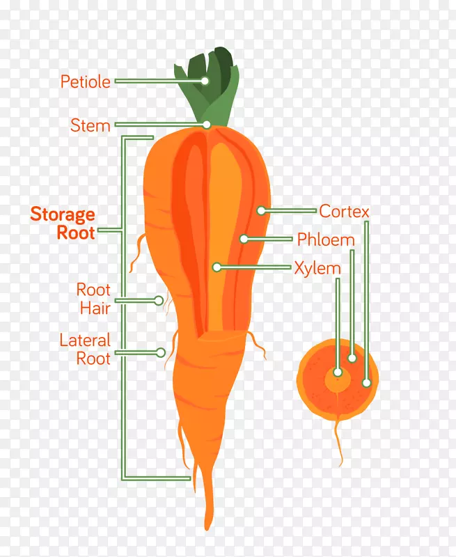 胡萝卜根解剖植物木质部-胡萝卜