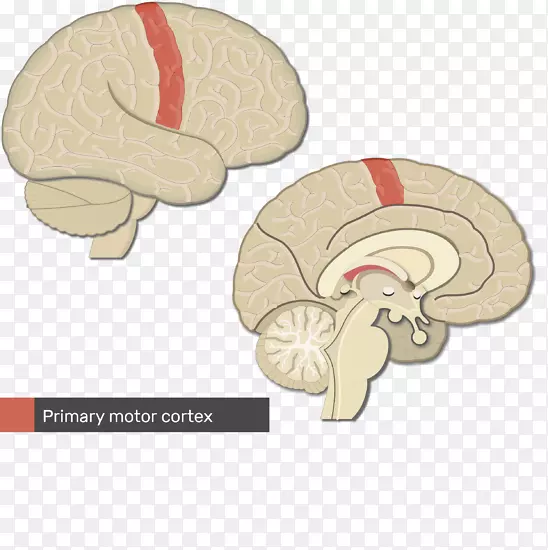 原发性体感皮层大脑皮质顶叶回脑