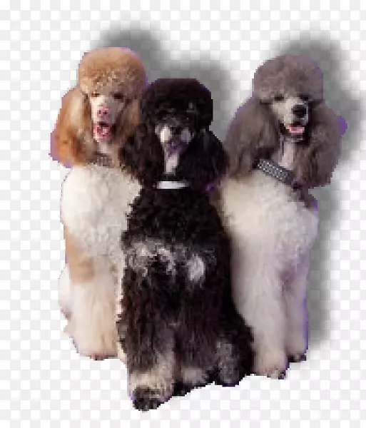 标准贵宾犬，小型贵宾犬，玩具贵宾犬，狗
