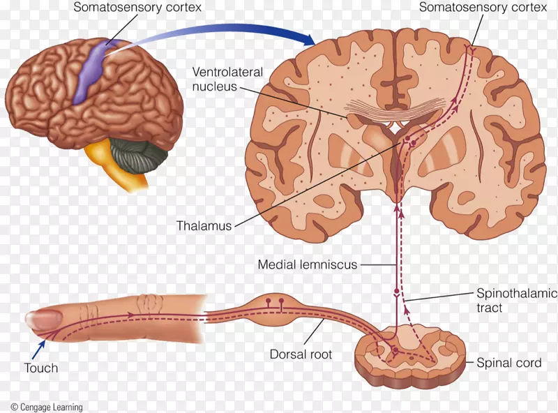 脑皮感受器神经通路板层小体触觉小体-脑