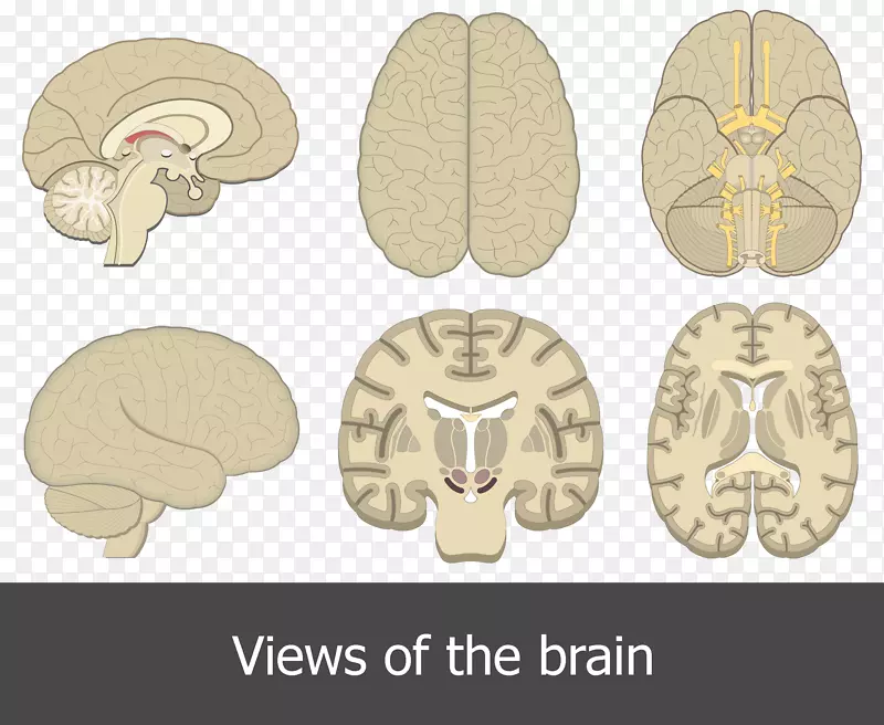人脑解剖大脑皮层-脑