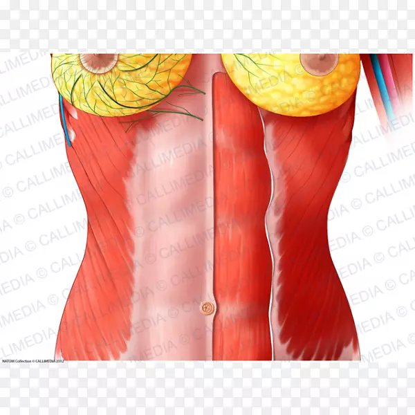腹直肌、腹部、人体解剖、胸腹神经-女性
