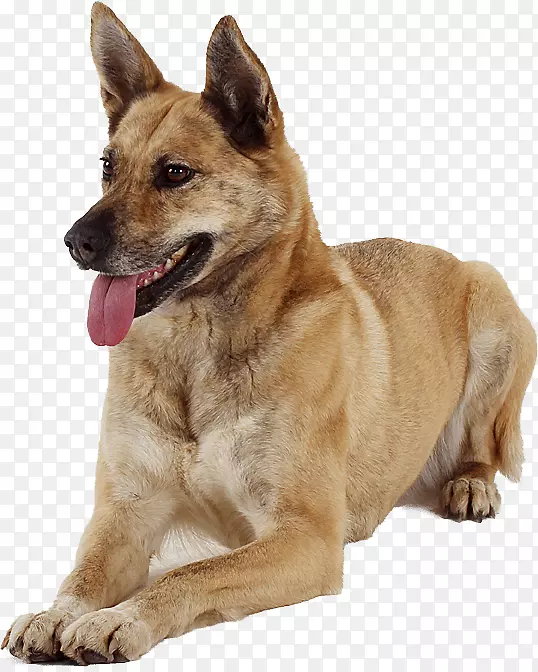 迦南犬卡罗莱纳犬昆明狼狗品种猎犬