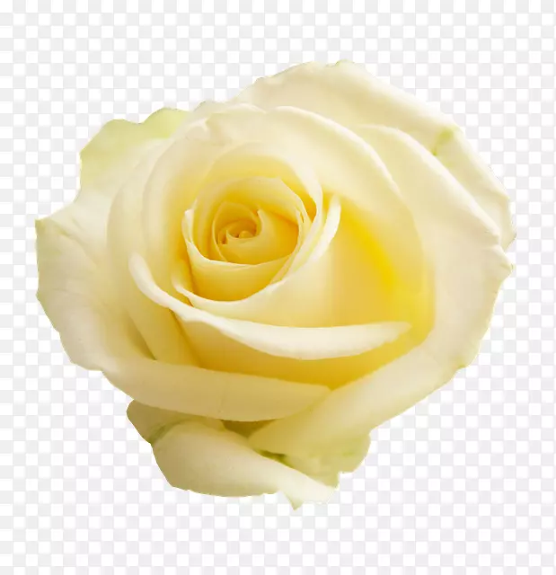 花园玫瑰花白色卷心菜玫瑰花