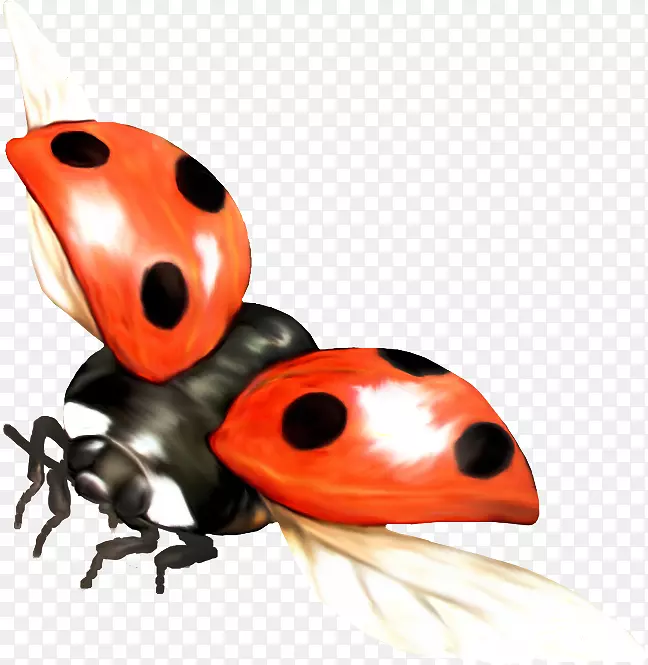 马里基塔瓢虫-甲虫