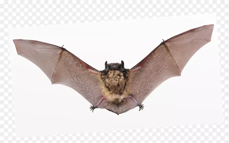 小棕色蝙蝠，小老鼠耳蝙蝠，小大脚蝙蝠，大老鼠耳蝙蝠
