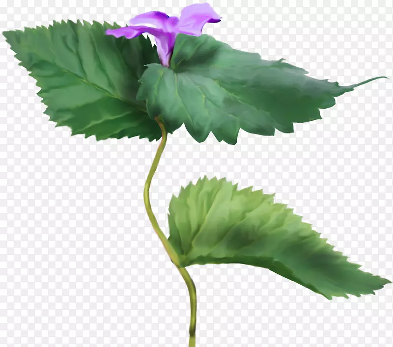 草本植物彩色紫罗兰剪贴画-фиолетовыецветы