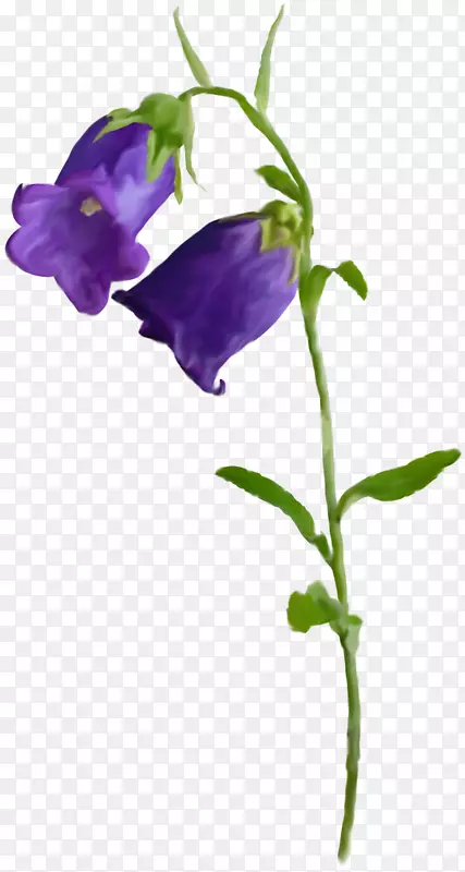 灯具灯笼街灯白炽灯泡-фиолетовыецветы