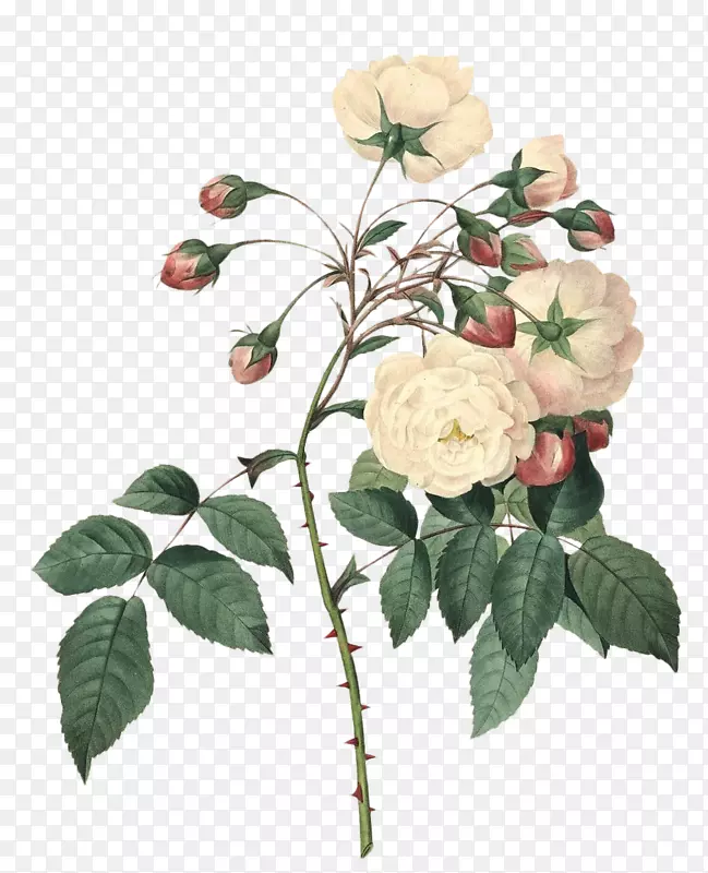 植物插图玫瑰花设计-玫瑰