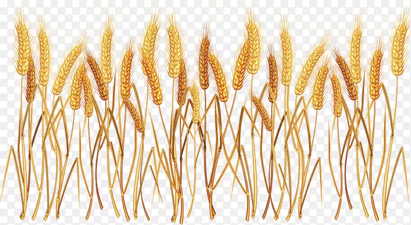 穗谷类普通小麦剪贴画.小麦种子