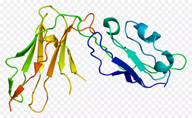 丁香1基因蛋白白细胞免疫球蛋白样受体剪贴术干扰素β1b