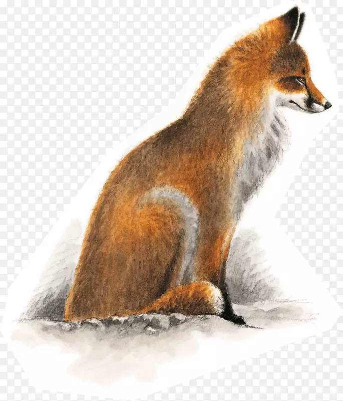 红狐欧洲獾洞套狐狸灰狐
