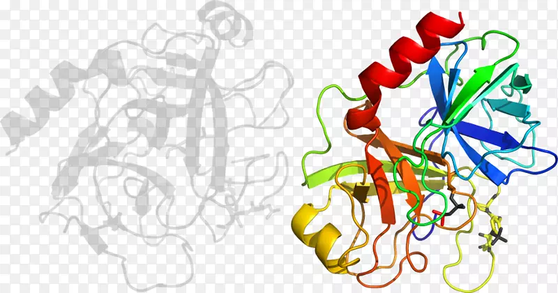 胰蛋白酶-1菠萝蛋白酶蛋白-胰蛋白酶