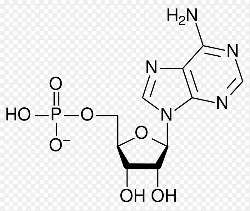 核糖-磷酸腺苷